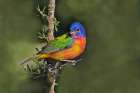 Painted bunting foraging in brush country near the Rio Grande- Texas. Art Print